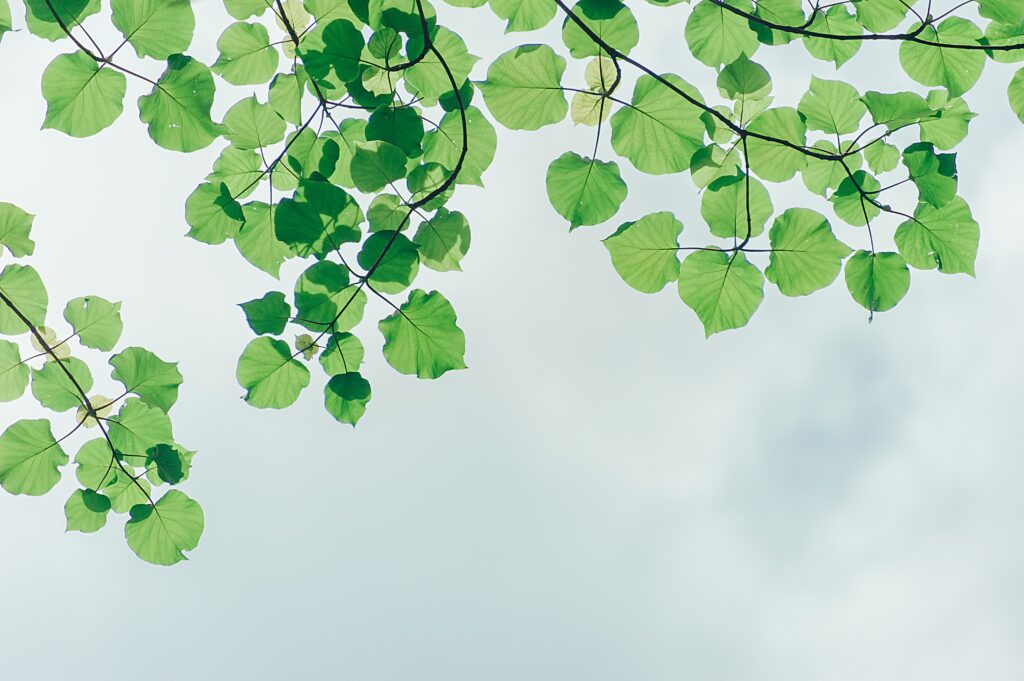 Wellness Vision - Detoxing your environment