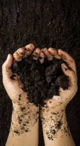 Nutritious vegetables require nutritious soil